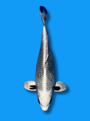 Wagoi Kikokuryu | Koi&Co.